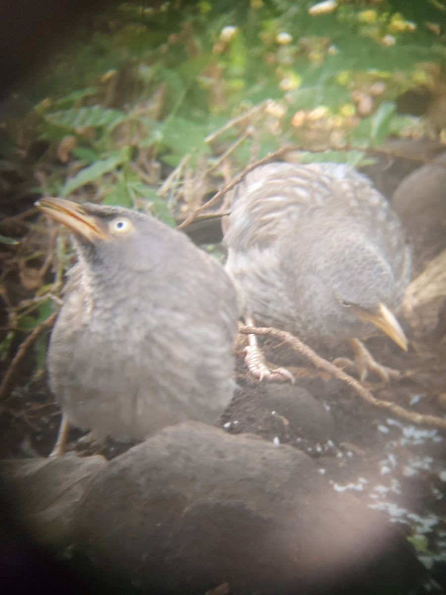 Jungle Babbler - ML644689636