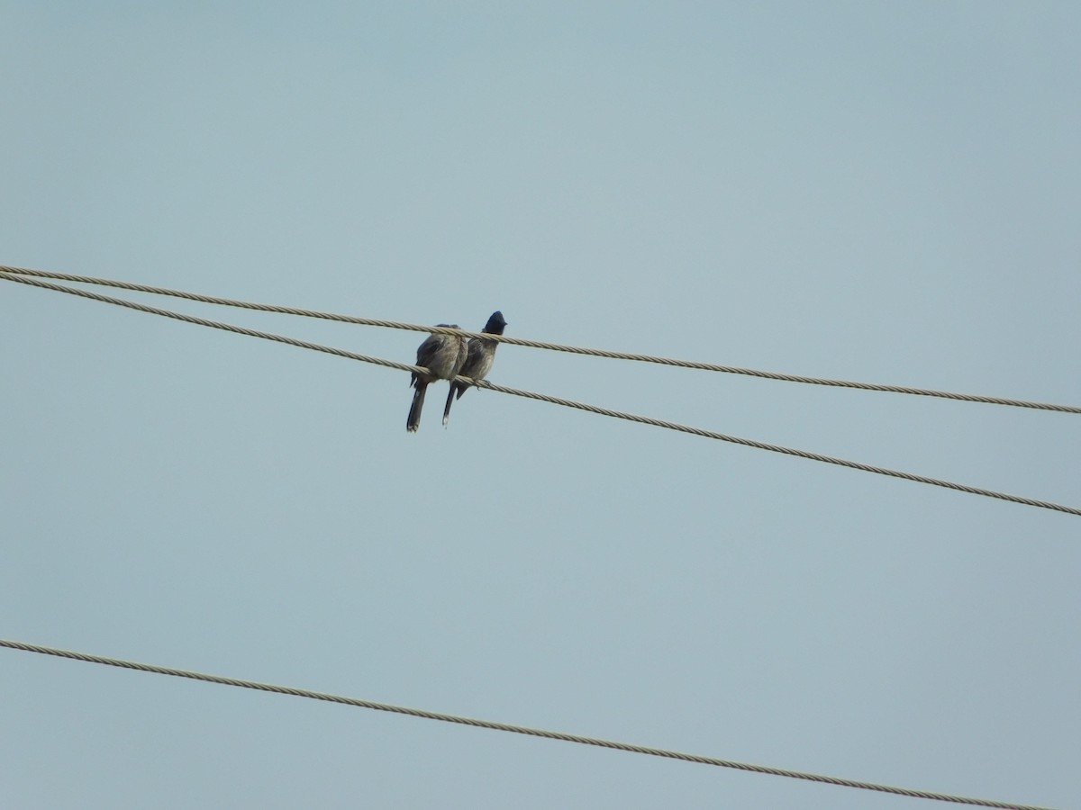 Bulbul Cafre - ML644689637