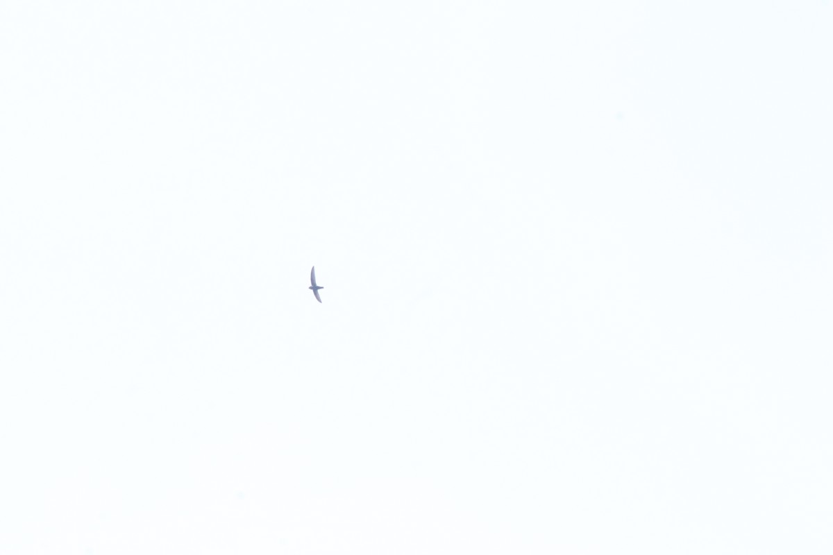 Little Swift - ML644689651