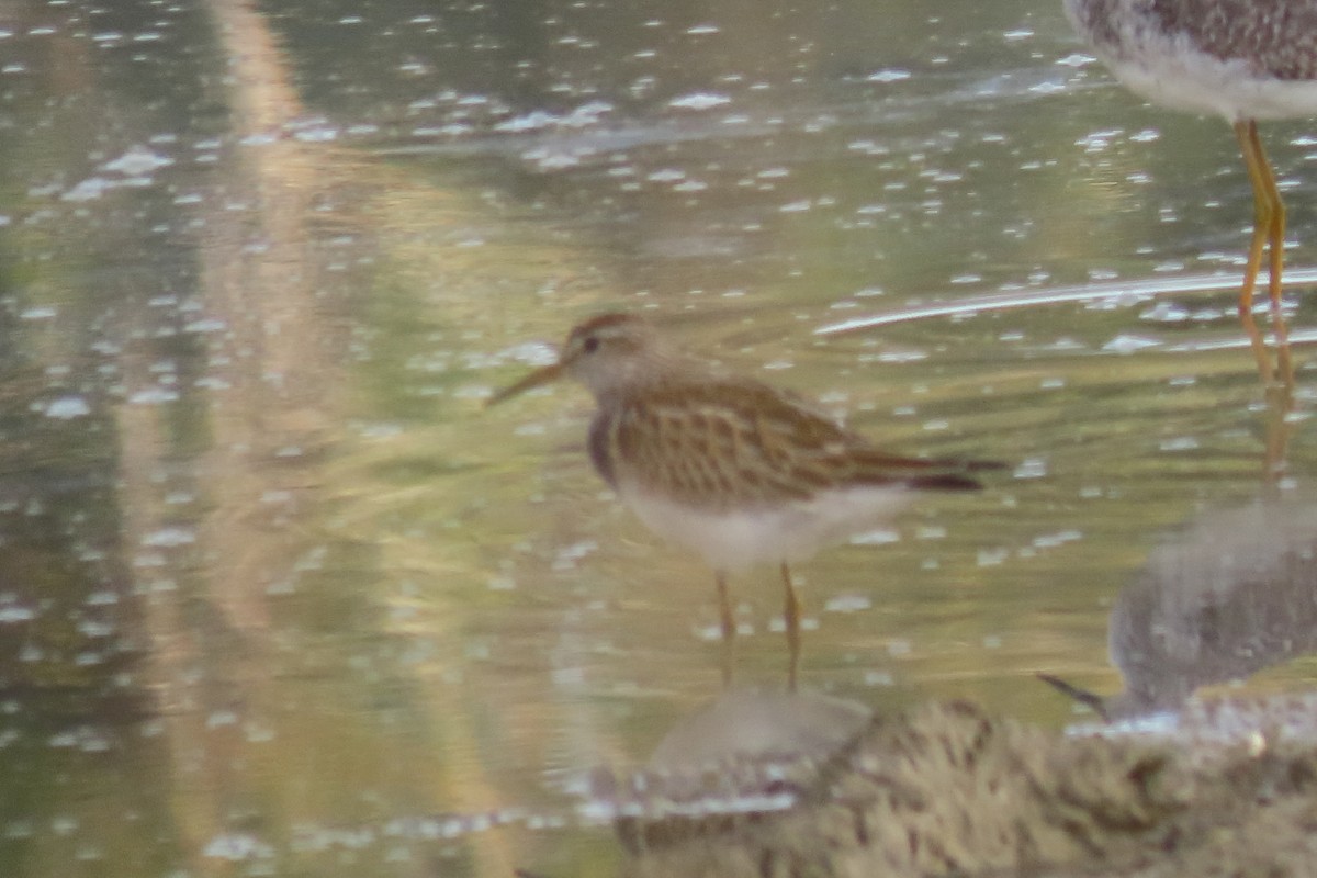 Побережник арктичний - ML644689654