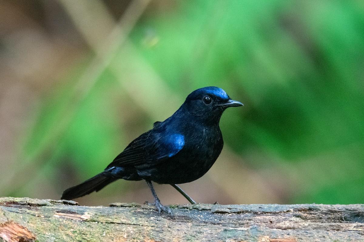 White-tailed Robin - ML644689698