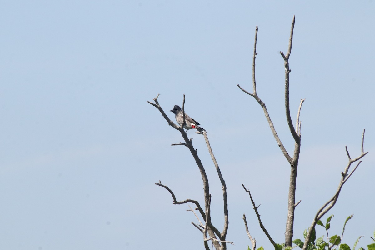 Red-vented Bulbul - ML644689703