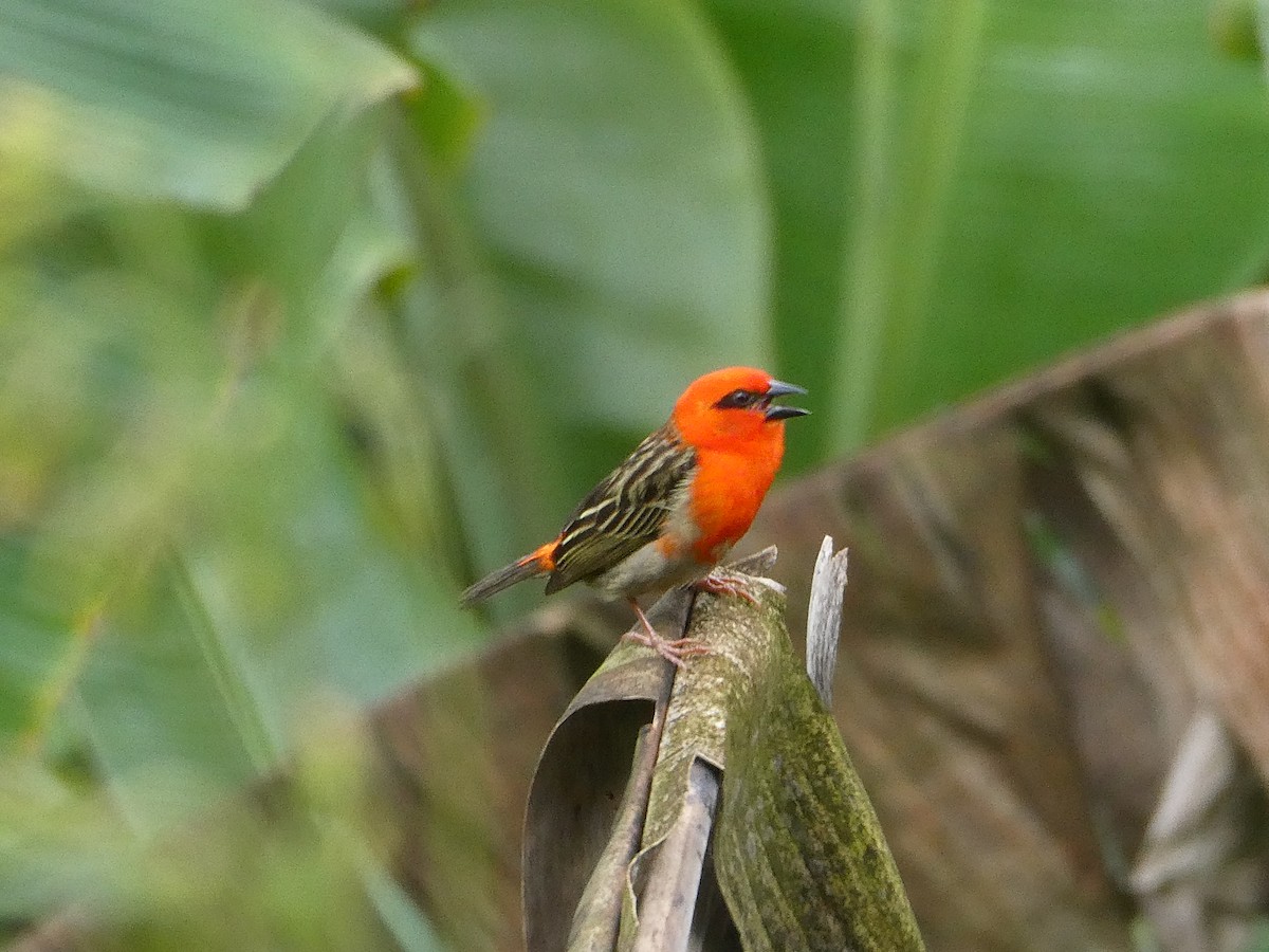 Forest Fody - ML644689705