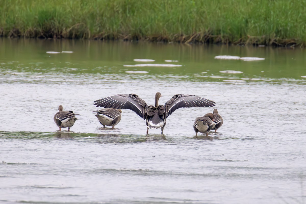 Greater White-fronted Goose - ML644689706