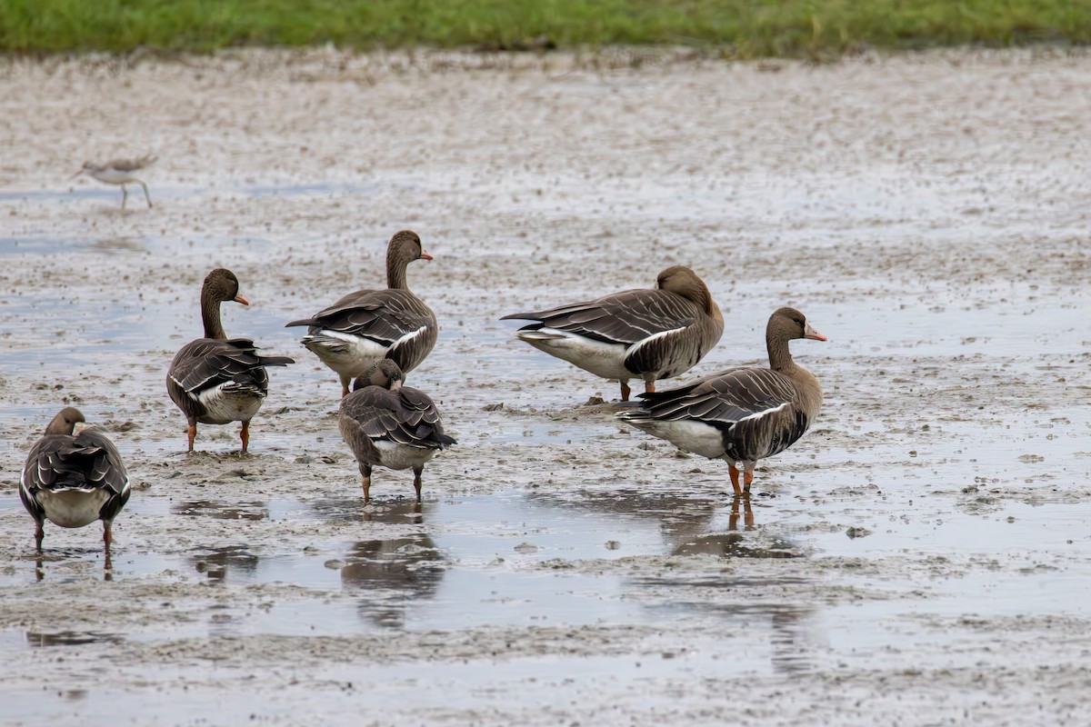 Greater White-fronted Goose - ML644689707