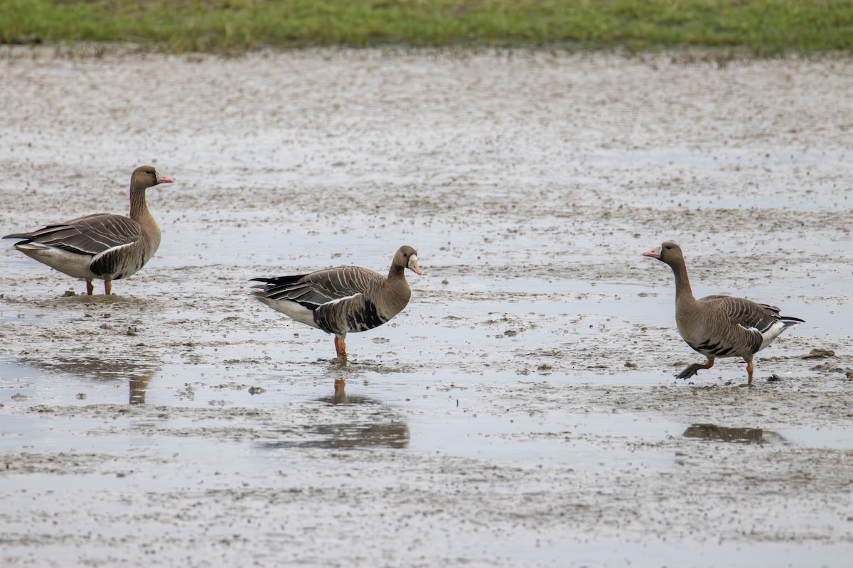 Greater White-fronted Goose - ML644689709