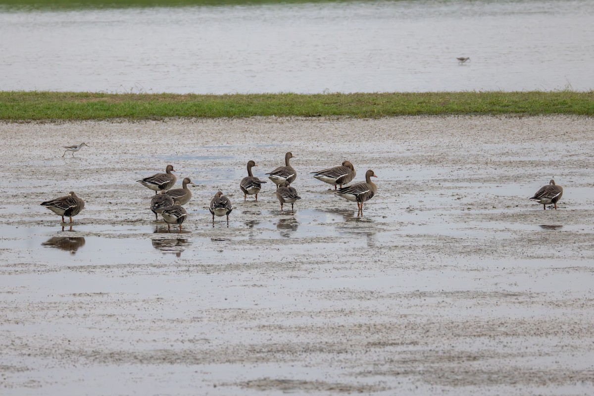 Greater White-fronted Goose - ML644689710