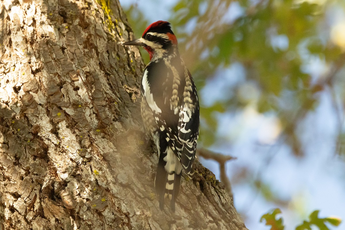 Red-naped Sapsucker - ML644689712