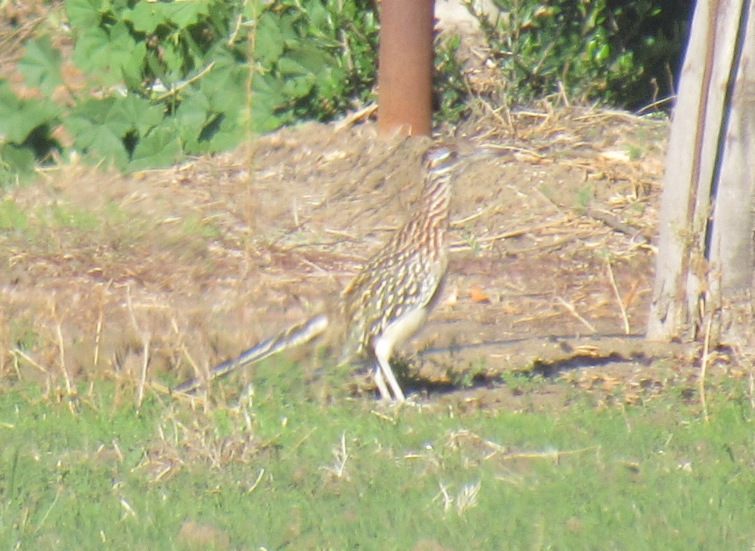 Greater Roadrunner - ML644689713