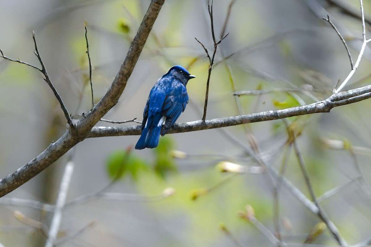 Blue-and-white Flycatcher - ML644689717
