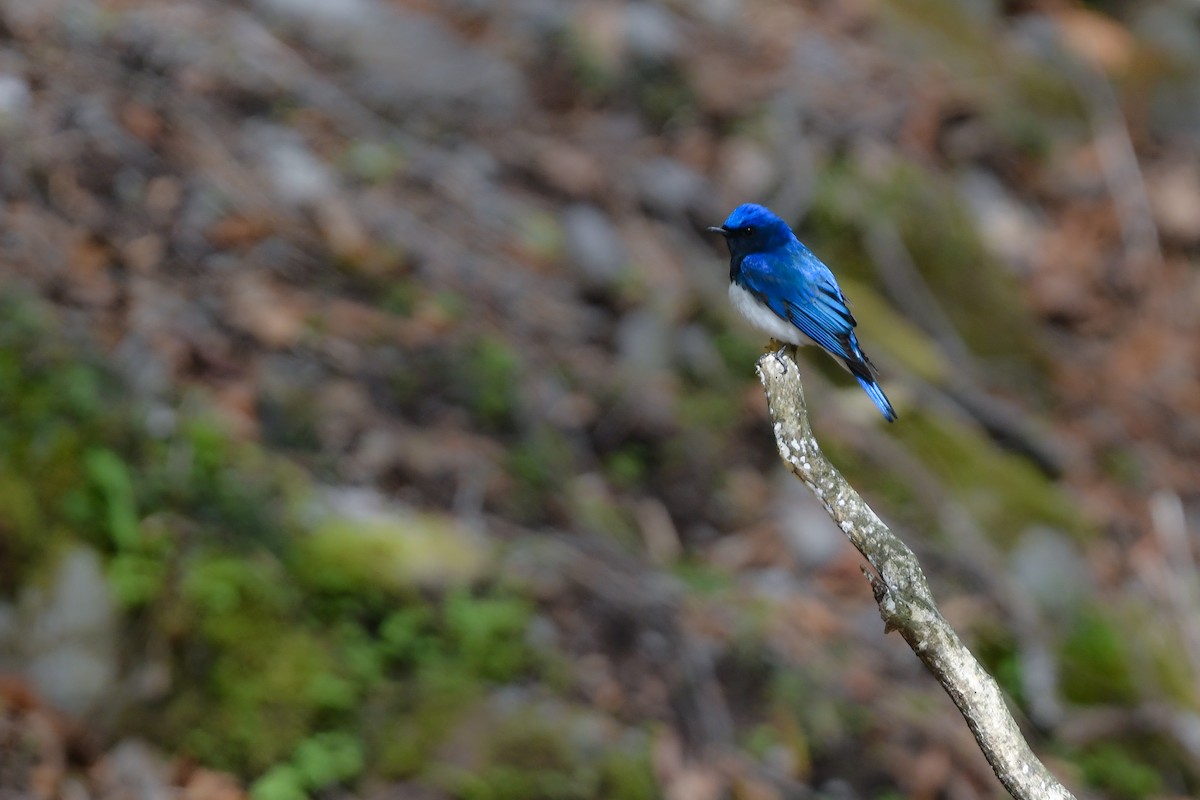 Blue-and-white Flycatcher - ML644689718