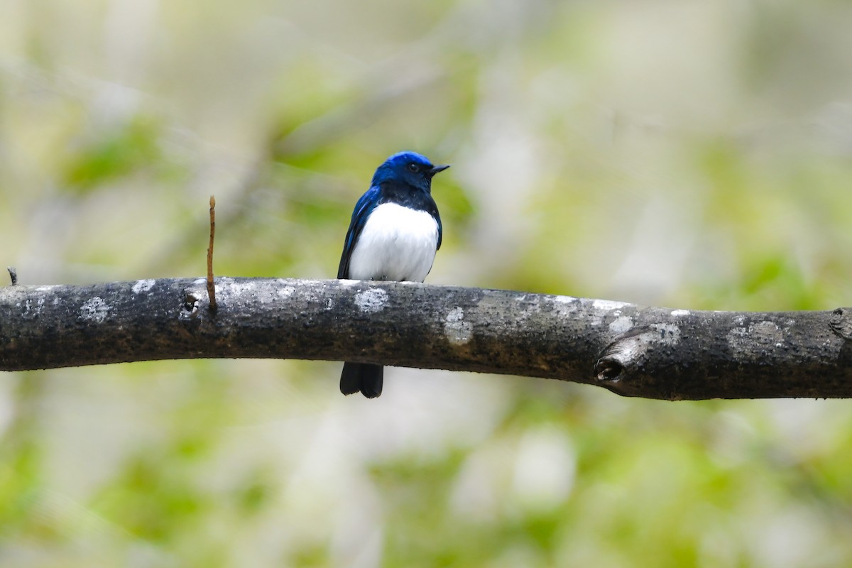 Blue-and-white Flycatcher - ML644689719