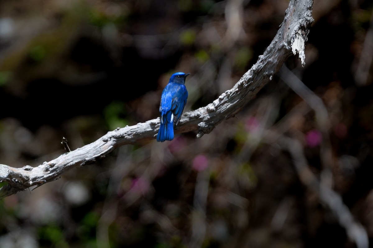 Blue-and-white Flycatcher - ML644689720