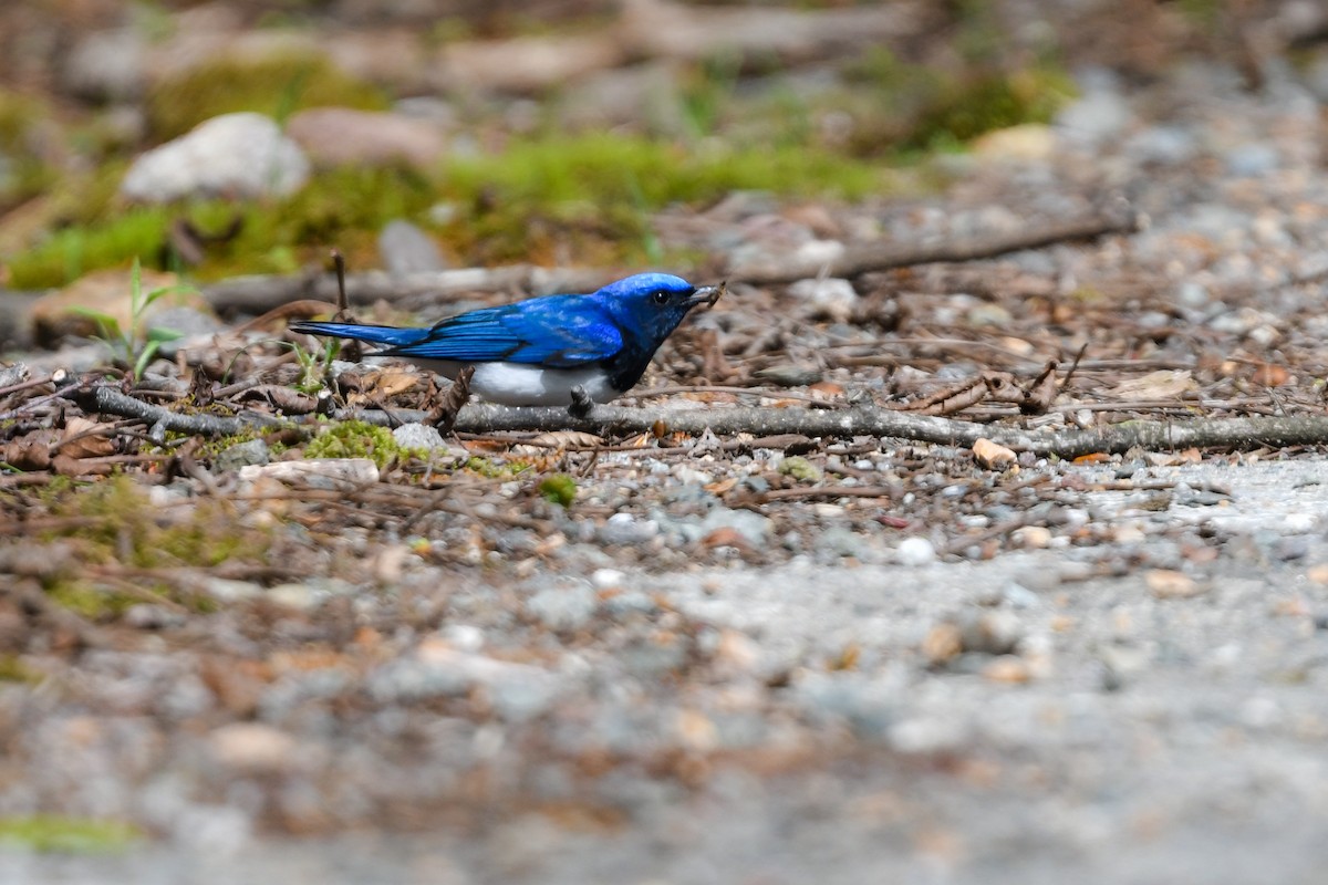 Blue-and-white Flycatcher - ML644689722