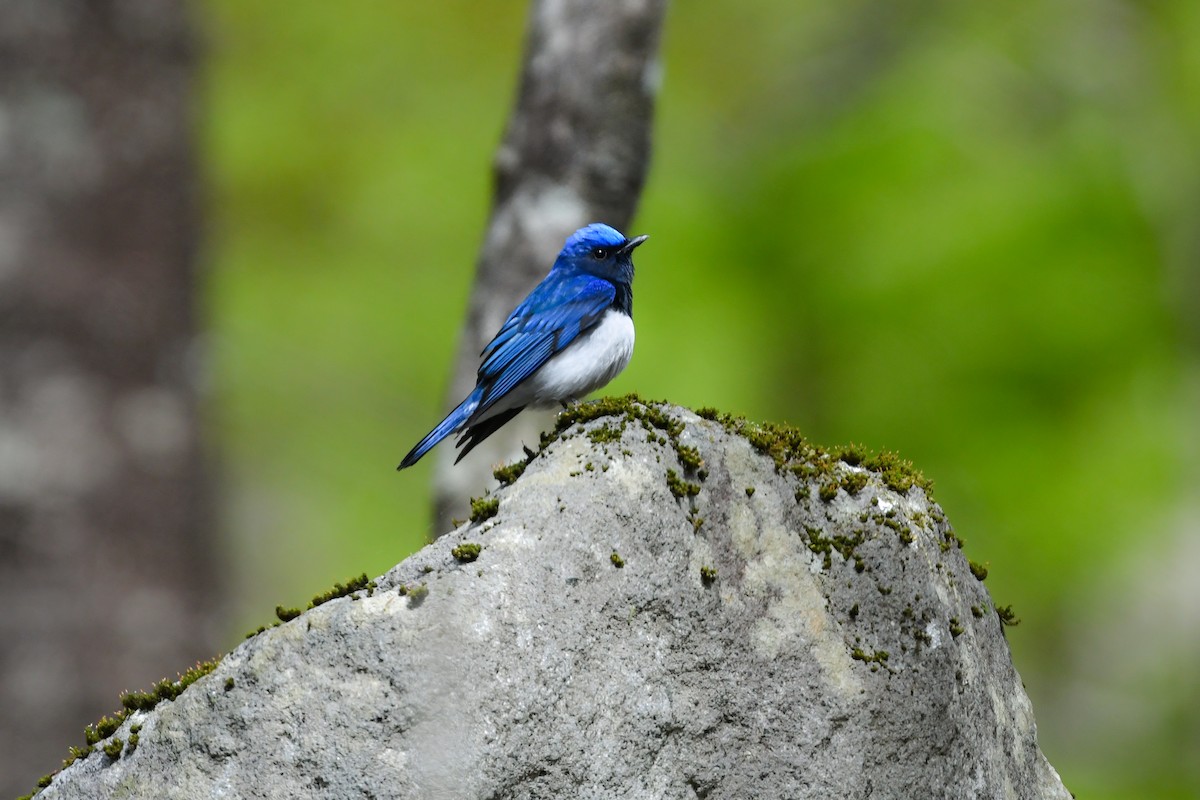 Blue-and-white Flycatcher - ML644689723