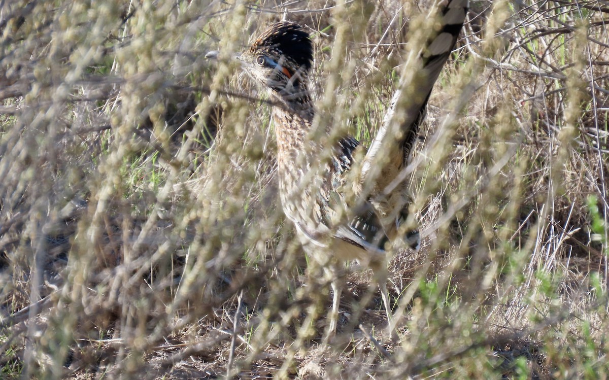 Greater Roadrunner - ML644689724
