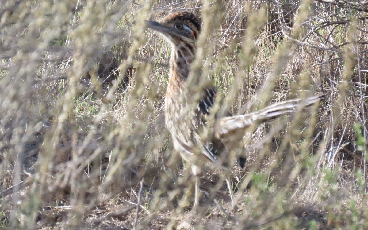 Greater Roadrunner - ML644689725