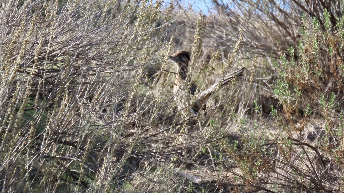 Greater Roadrunner - ML644689726