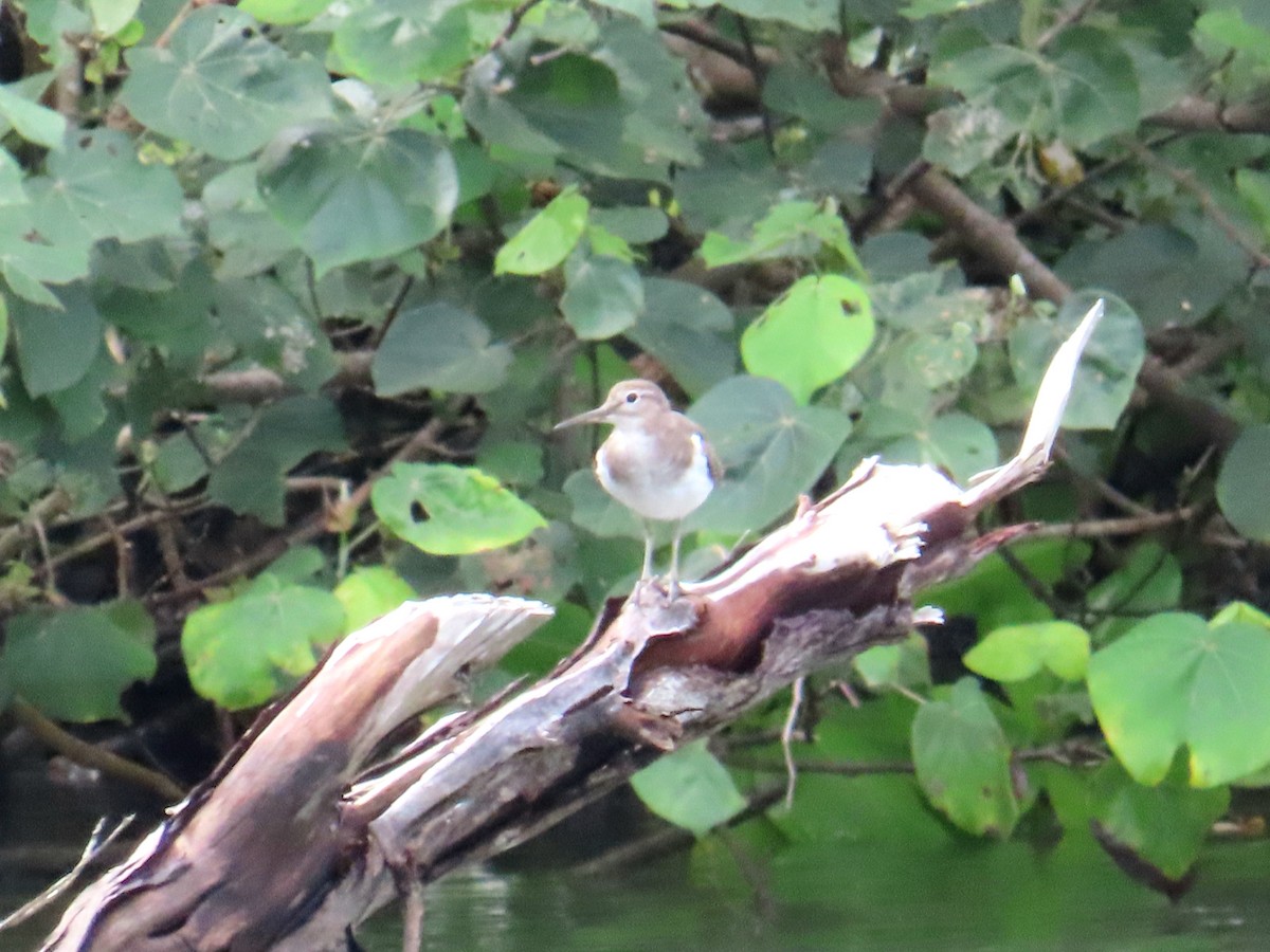 Хайргын хөгчүү - ML644689727