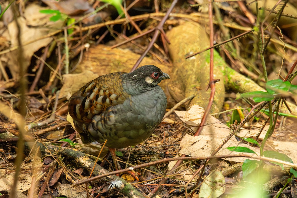 Malayan Partridge - ML644689729