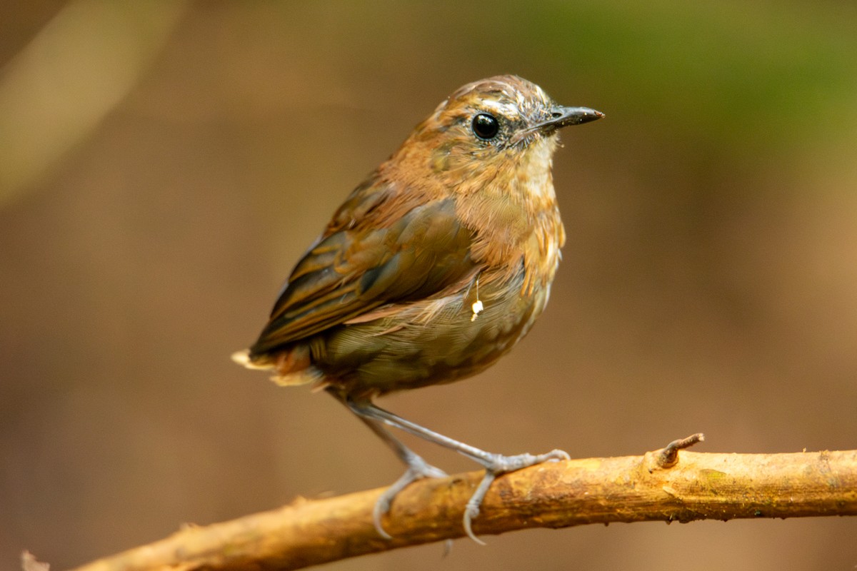 Lesser Shortwing - ML644689735