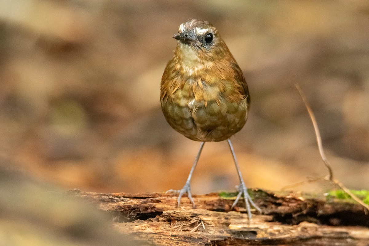 Lesser Shortwing - ML644689736