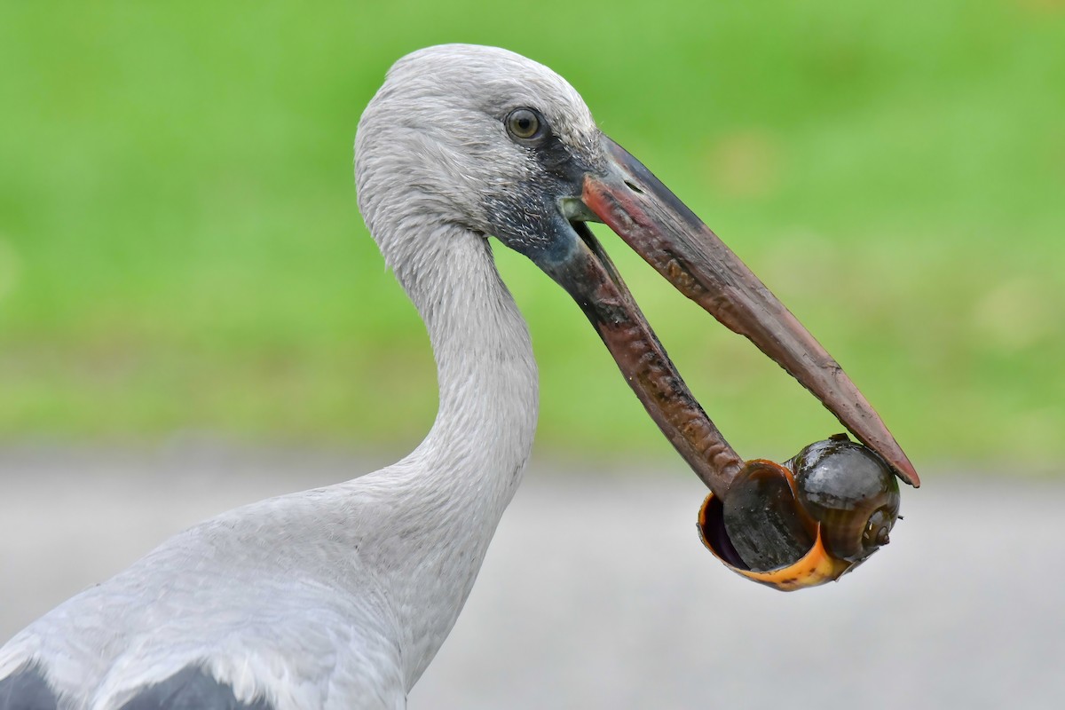 Asian Openbill - ML644689737