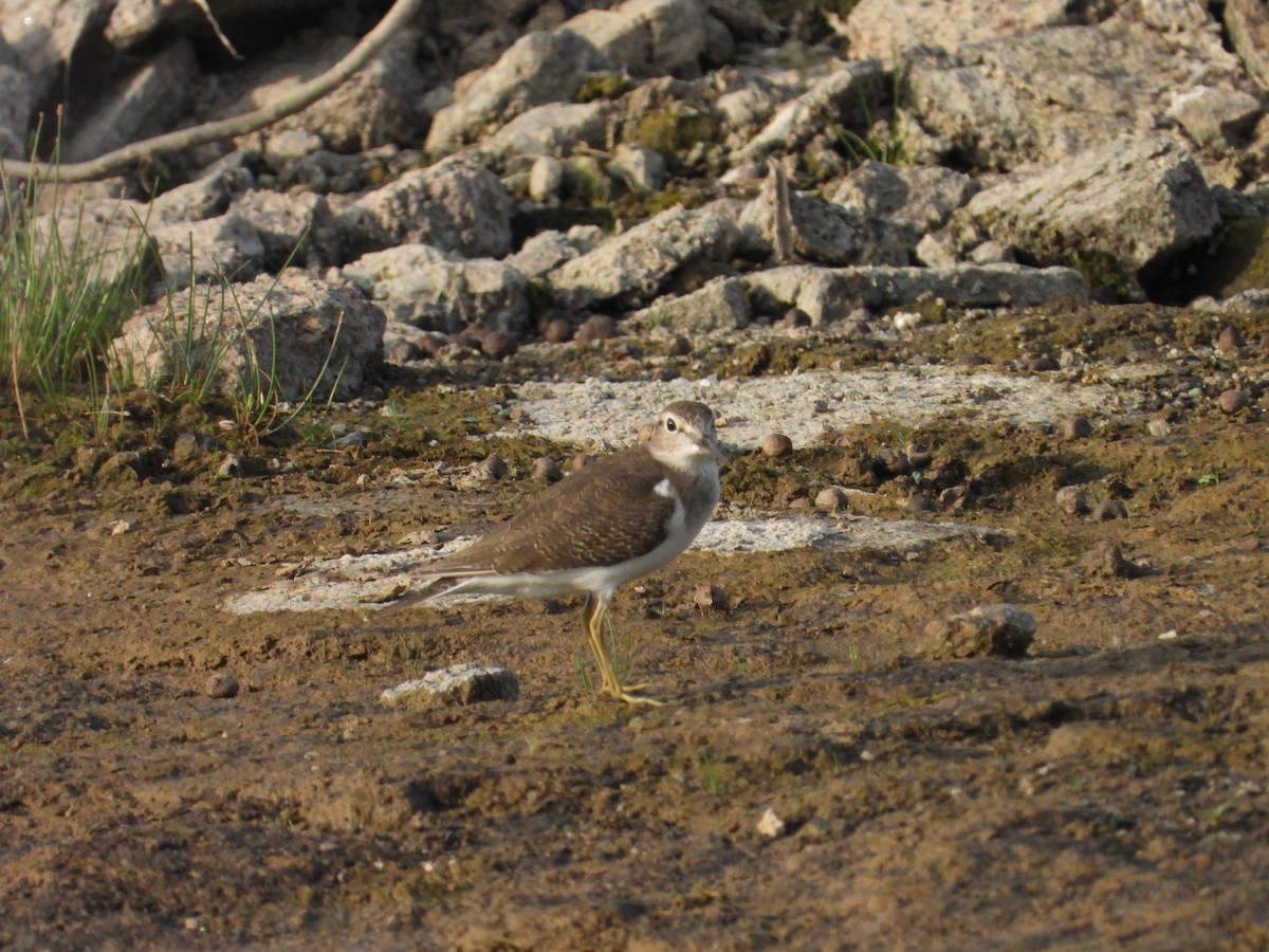 Хайргын хөгчүү - ML644689738