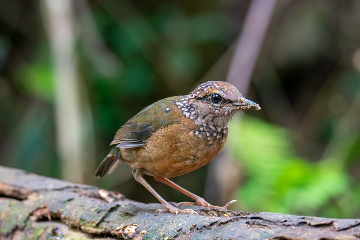 Rusty-naped Pitta - ML644689741