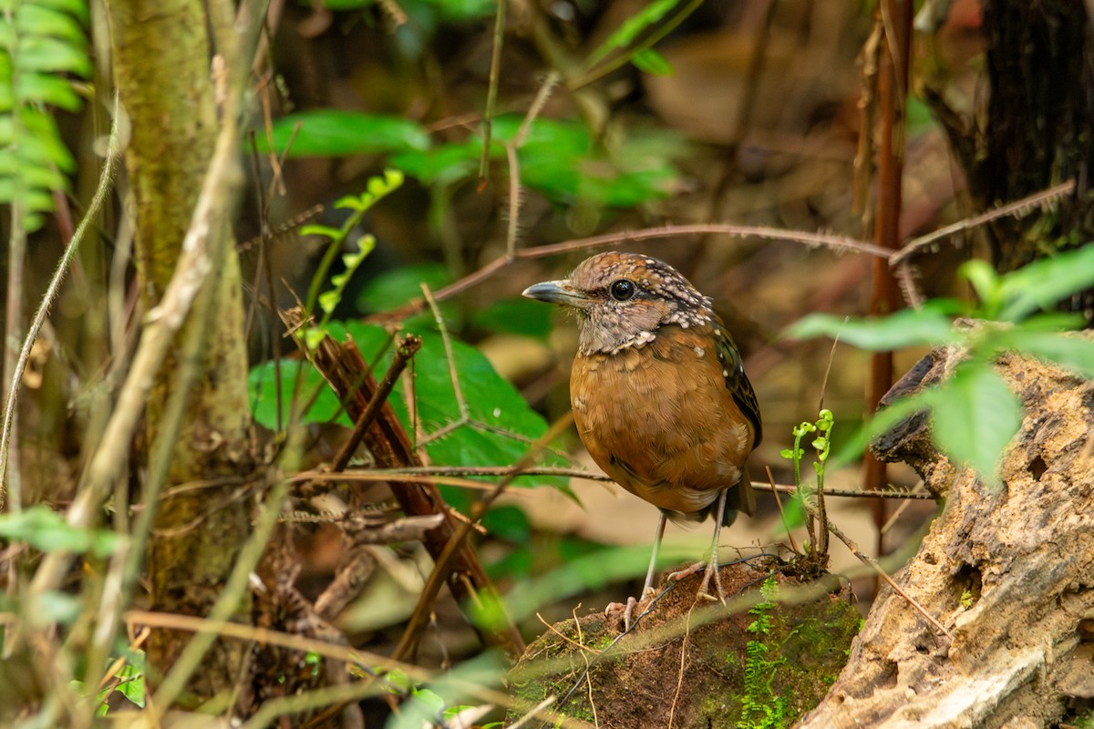 Rusty-naped Pitta - ML644689742