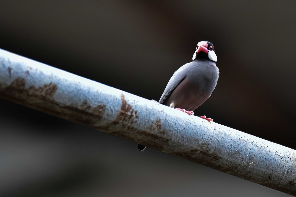 Java Sparrow - ML644689743