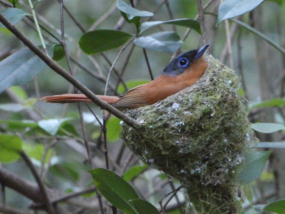 Malagasy Paradise-Flycatcher - ML644689759