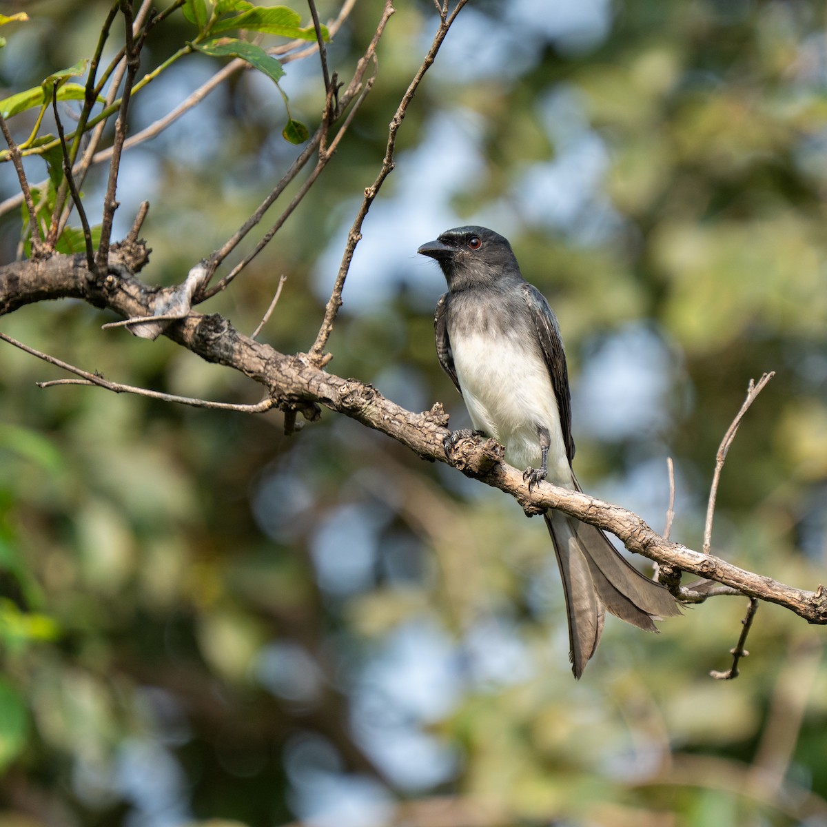 White-bellied Drongo - ML644689771