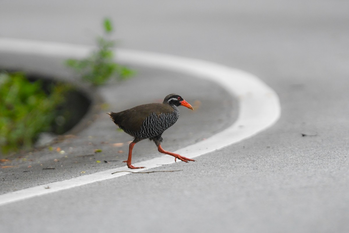 chřástal okinawský - ML644689779