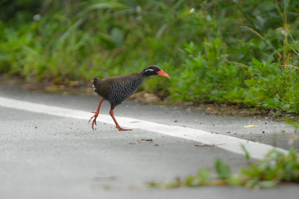 Okinawa Rail - ML644689780
