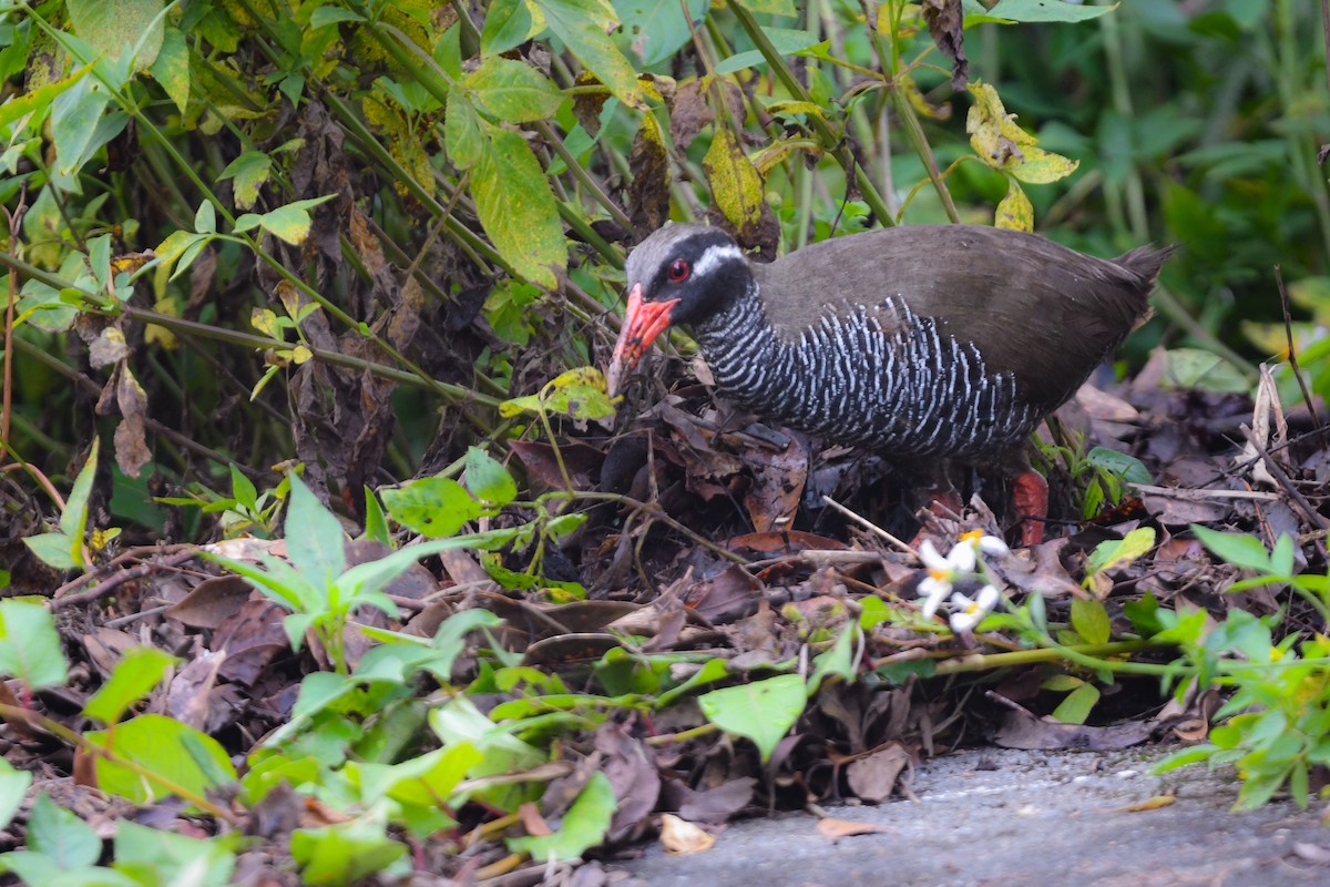 chřástal okinawský - ML644689783