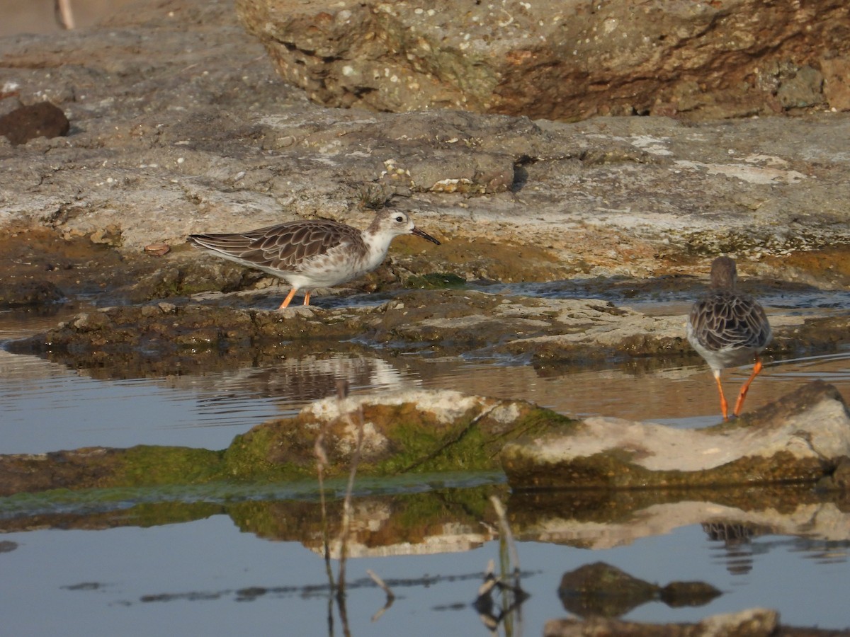 jespák bojovný - ML644689785