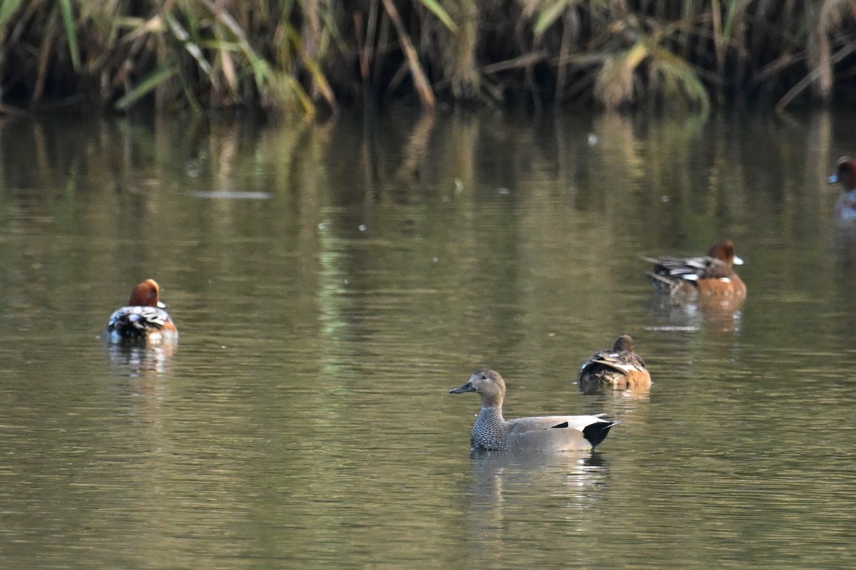 kopřivka obecná - ML644689786