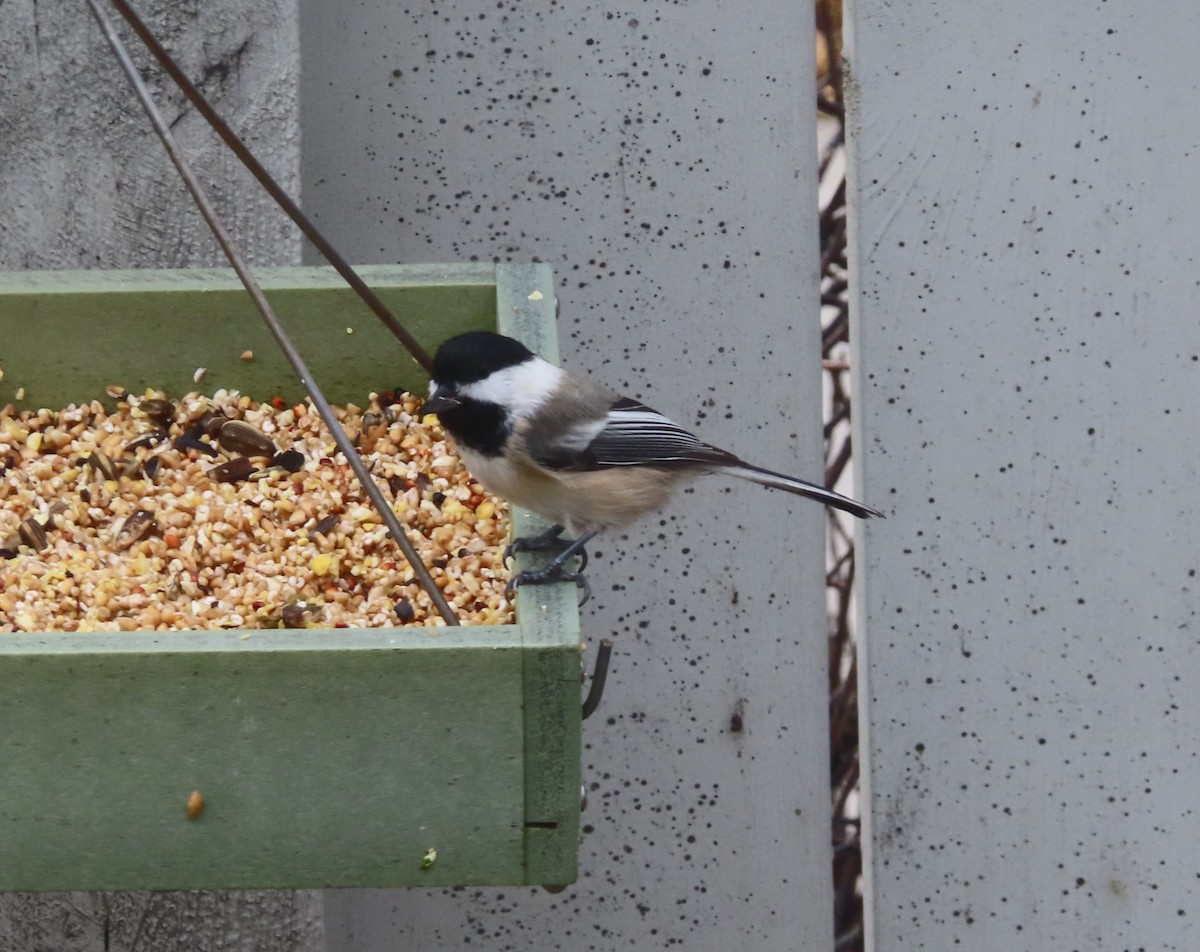 sýkora černohlavá - ML644689788