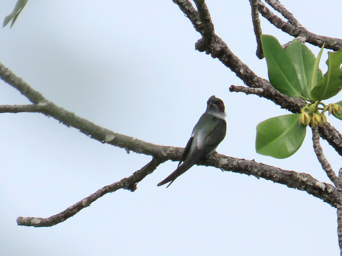 klecho chocholatý - ML644689790