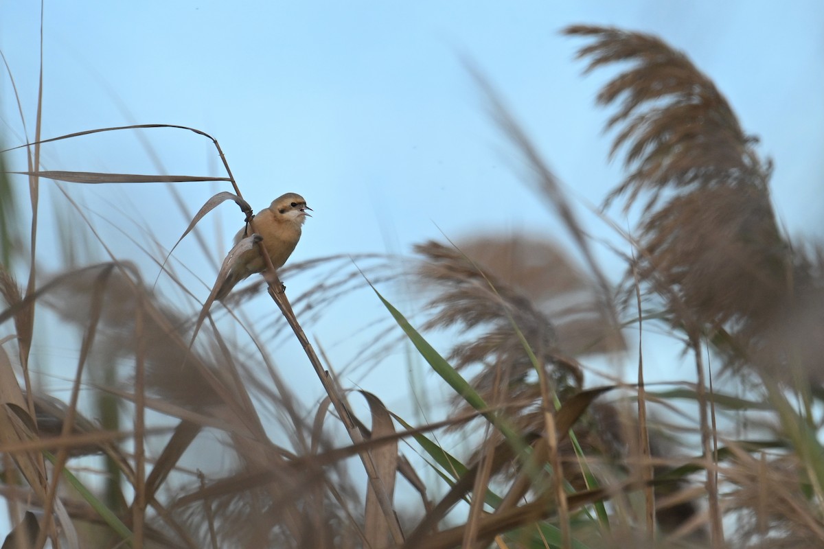 moudivláček čínský - ML644689792