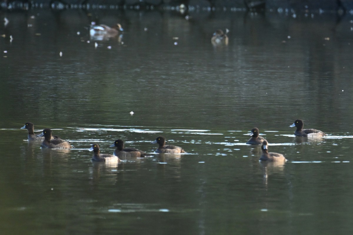 polák chocholačka - ML644689794