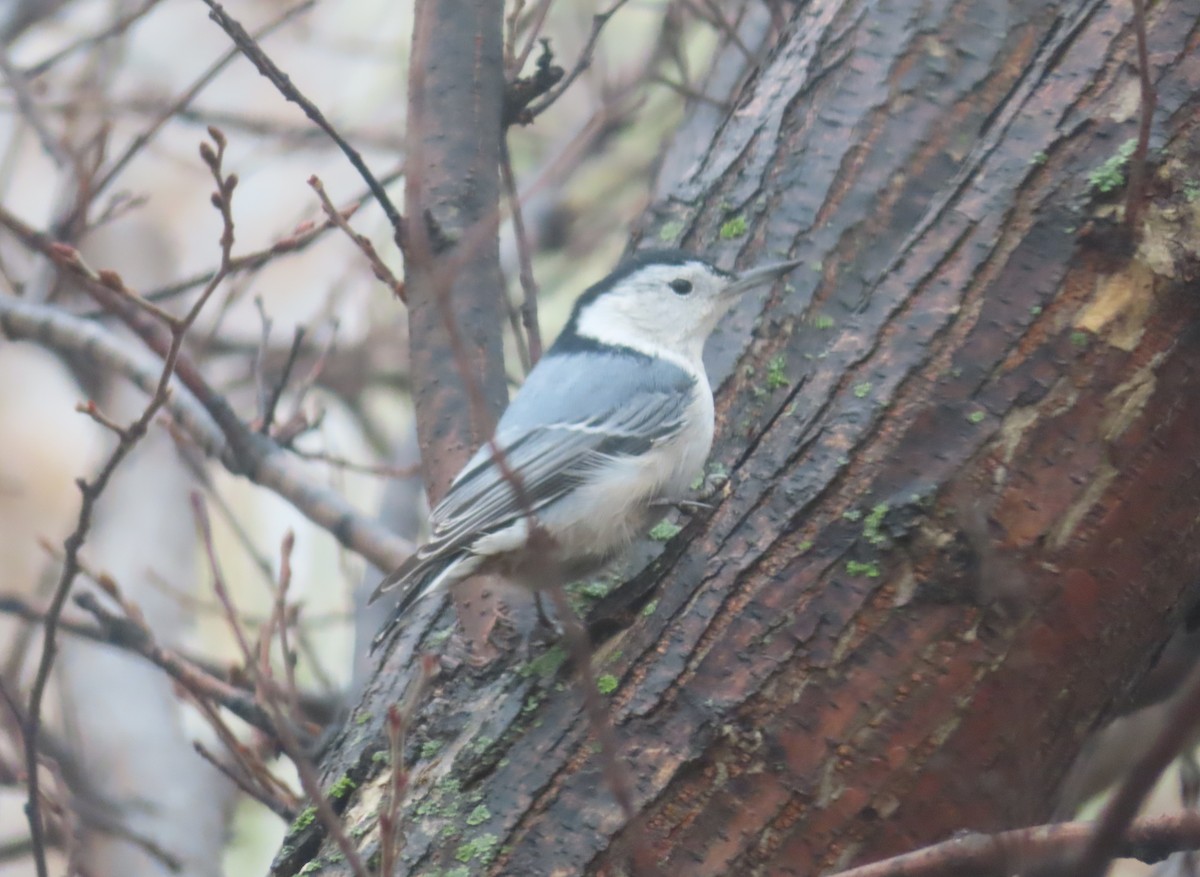 brhlík běloprsý - ML644689796