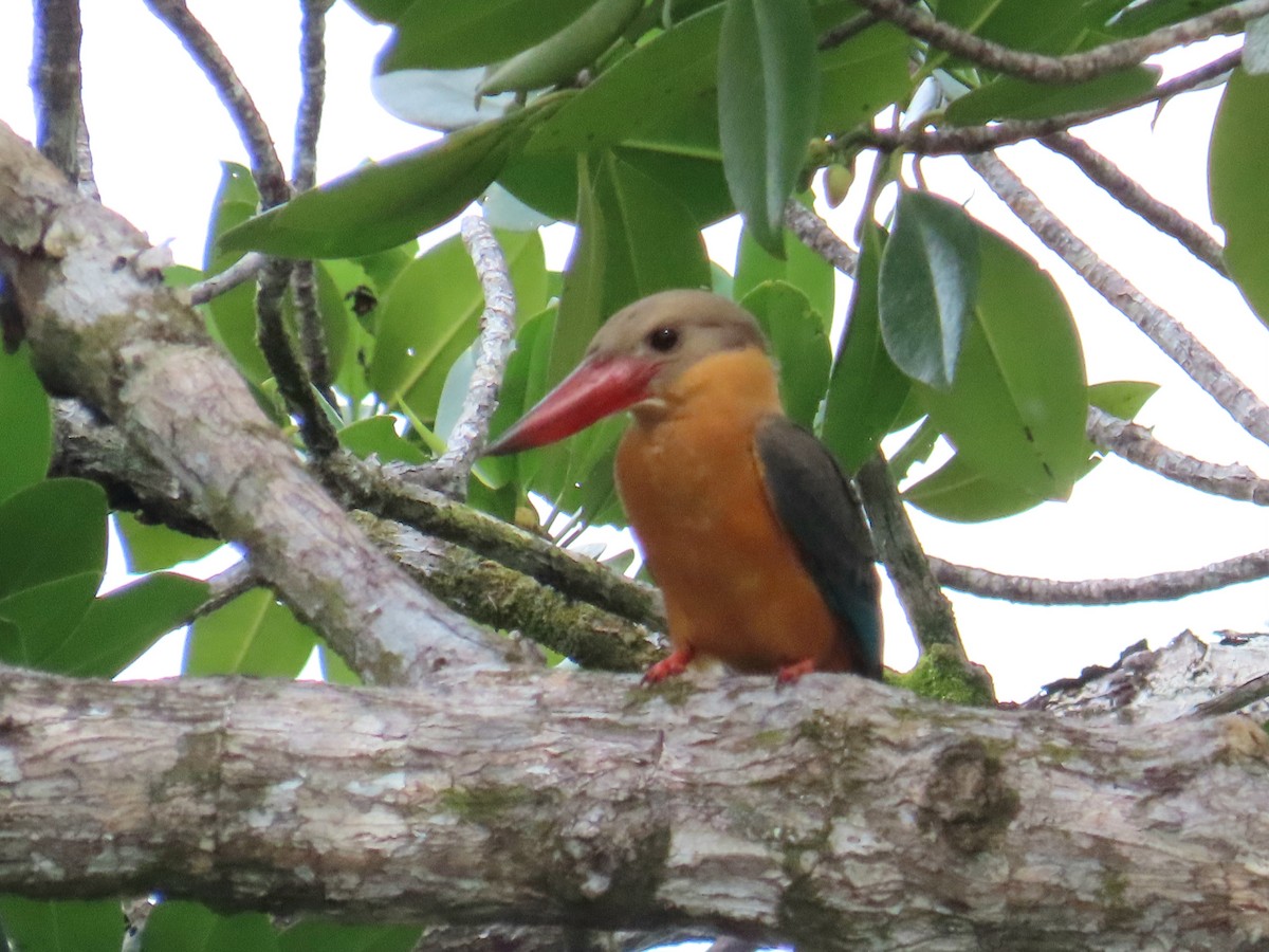 ledňáček čápozobý - ML644689797