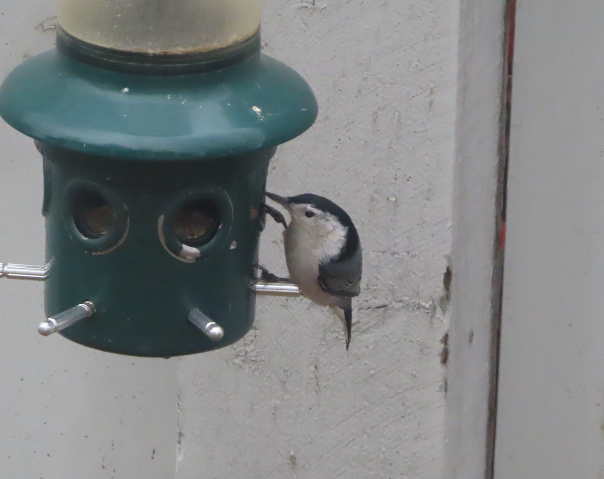 brhlík běloprsý - ML644689799