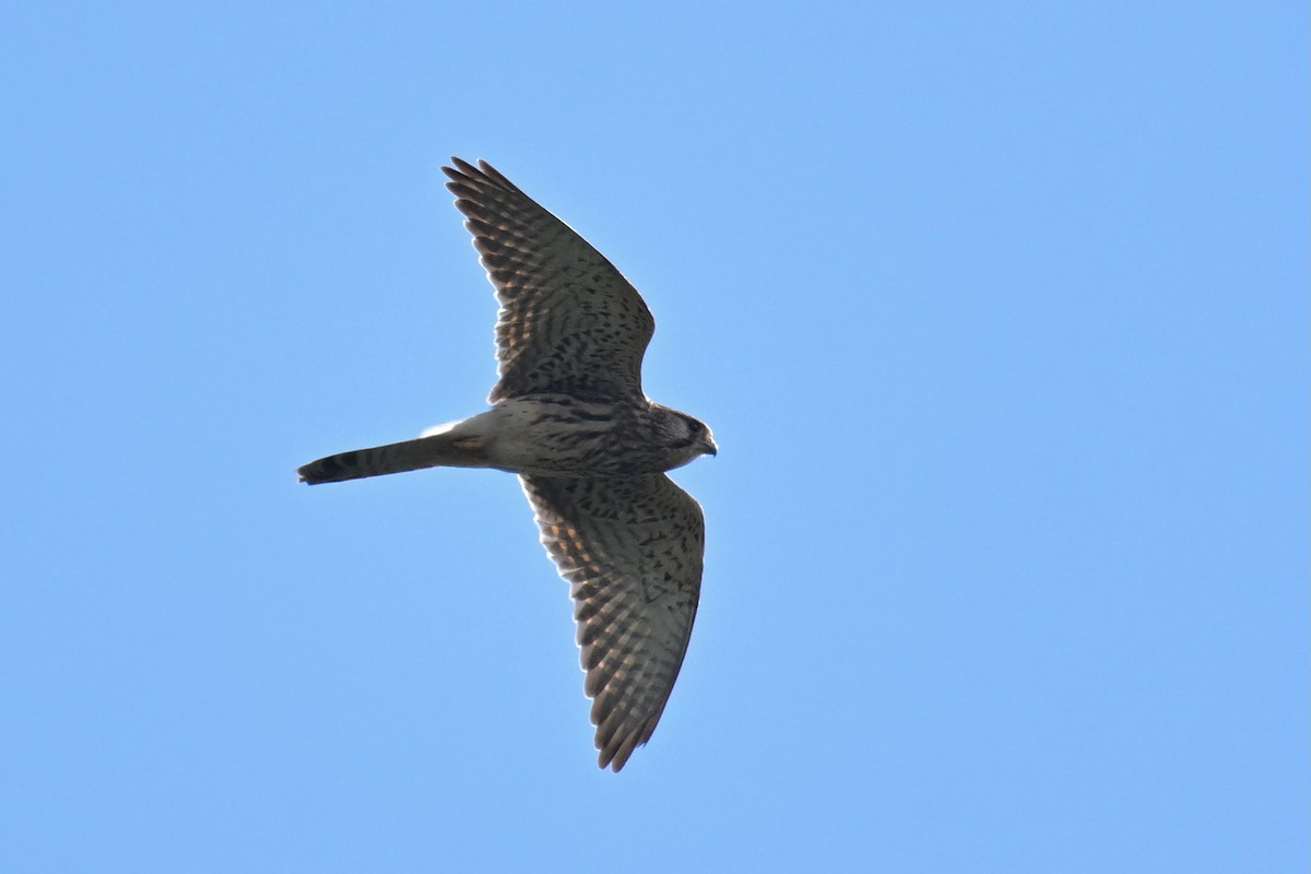 poštolka obecná - ML644689803