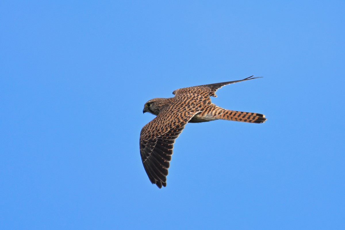 poštolka obecná - ML644689804