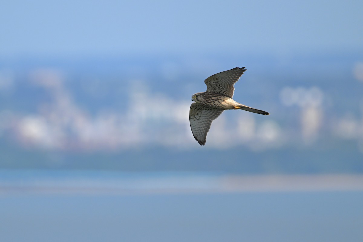 Belatz gorria - ML644689806