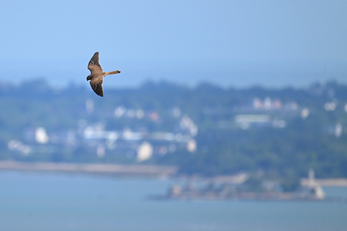 Belatz gorria - ML644689807