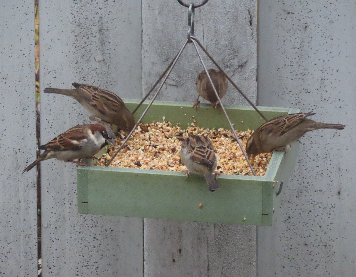 vrabec domácí - ML644689808